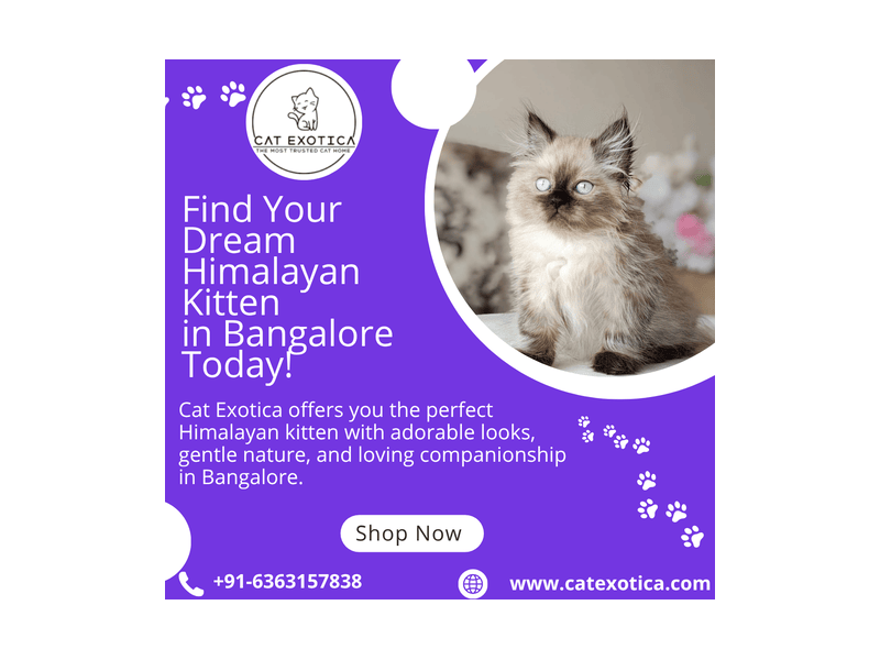 best-himalayan-cat-for-sale-in-bangalore-small-0