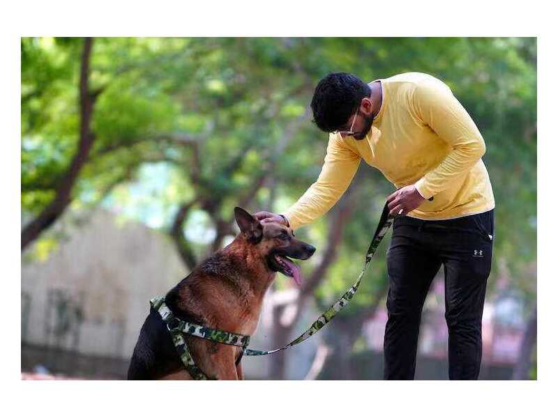 dog-training-service-in-bhopal-small-0