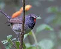 birding-in-corbett
