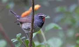 birding-in-corbett-big-0