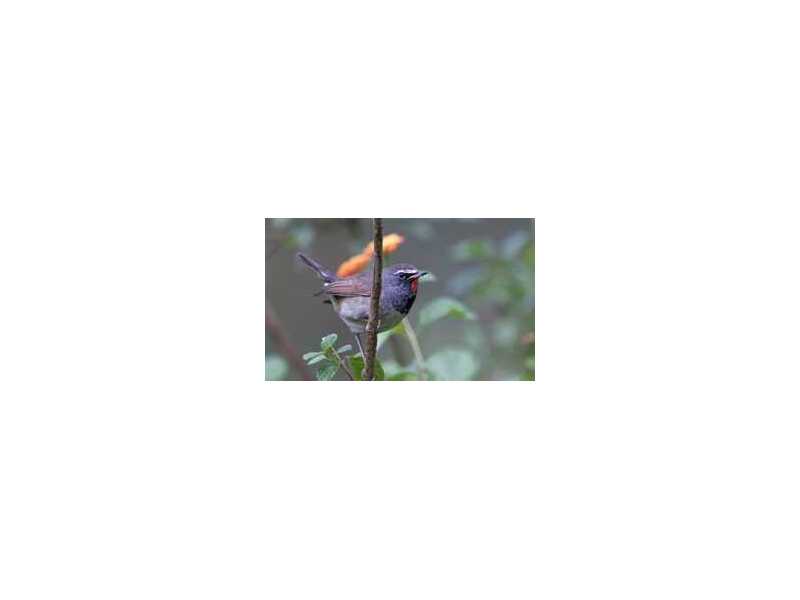 birding-in-corbett-small-0