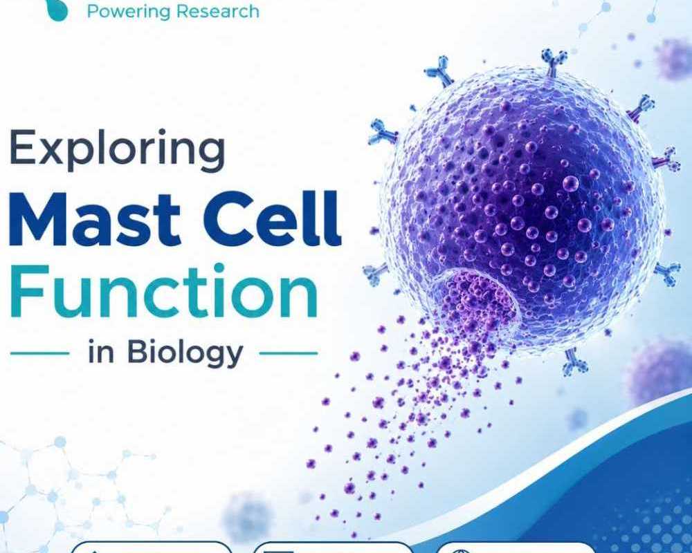 exploring-mast-cell-function-in-biology