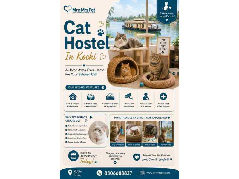 cat-hostel-in-kochi-small-0