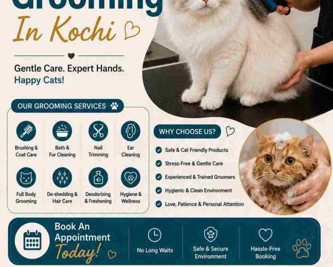 cat-grooming-in-kochi