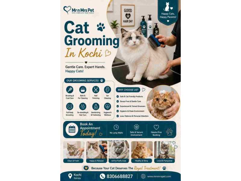 cat-grooming-in-kochi-small-0