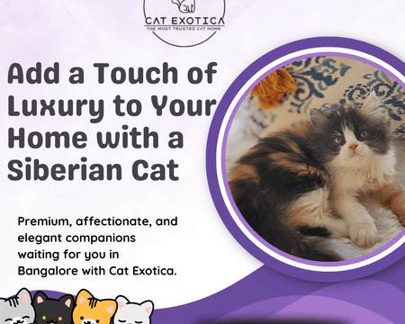 siberian-cat-sale-in-bangalore