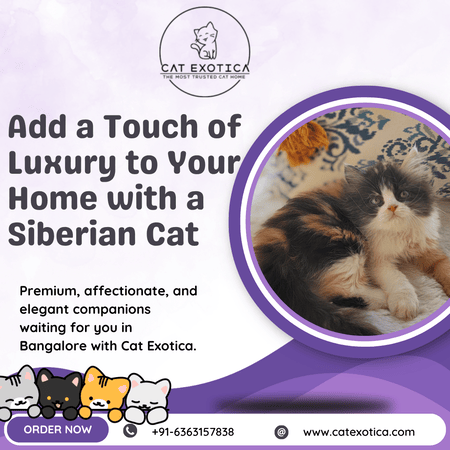 siberian-cat-sale-in-bangalore-big-0