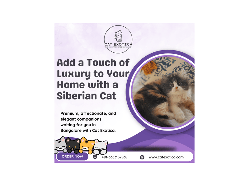siberian-cat-sale-in-bangalore-small-0