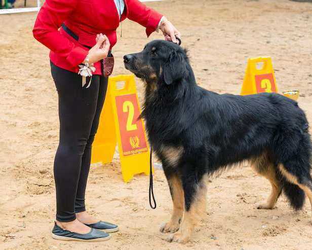 dog-training-service-in-agra