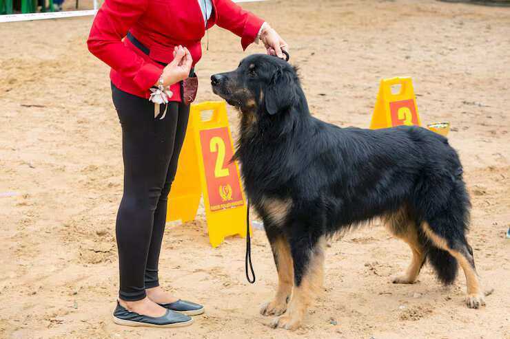 dog-training-service-in-agra-big-0