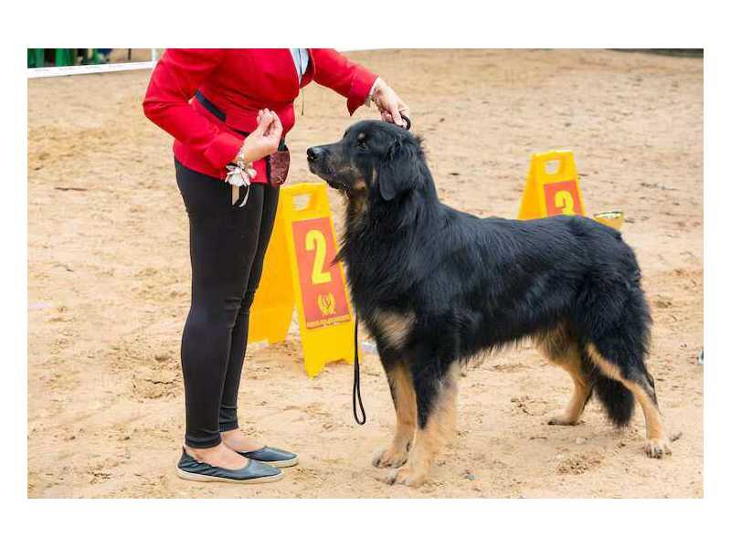 dog-training-service-in-agra-small-0