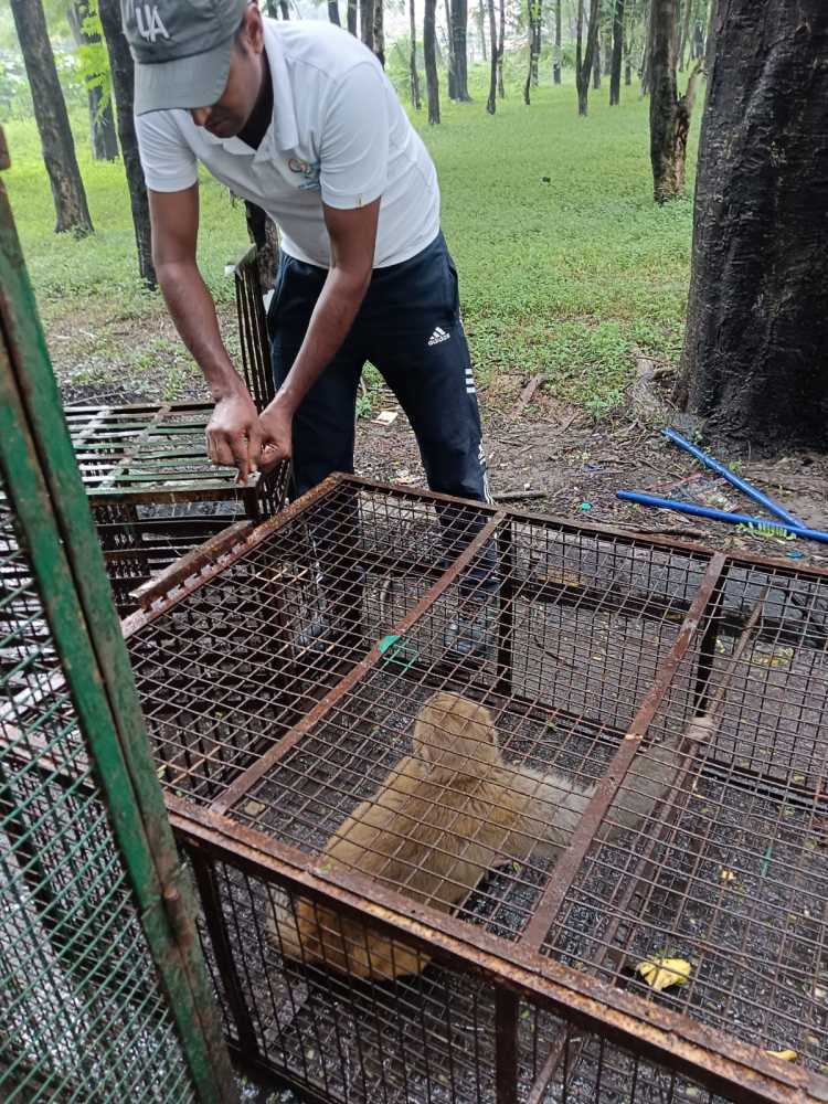 monkey-catcher-near-me-jis-ilake-mein-ho-wahi-pahunch-jaate-hain-big-1