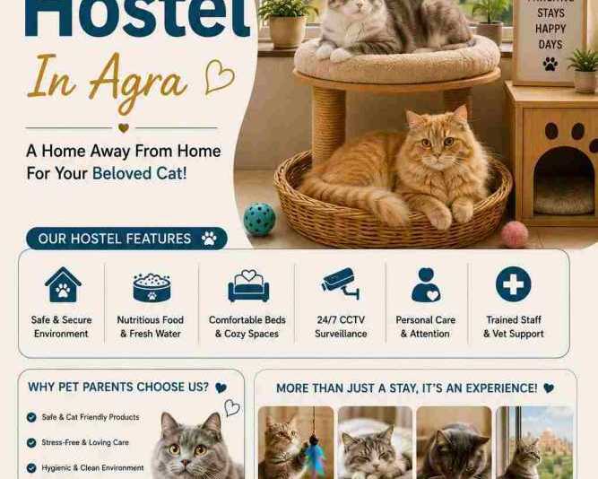 cat-hostel-in-agra