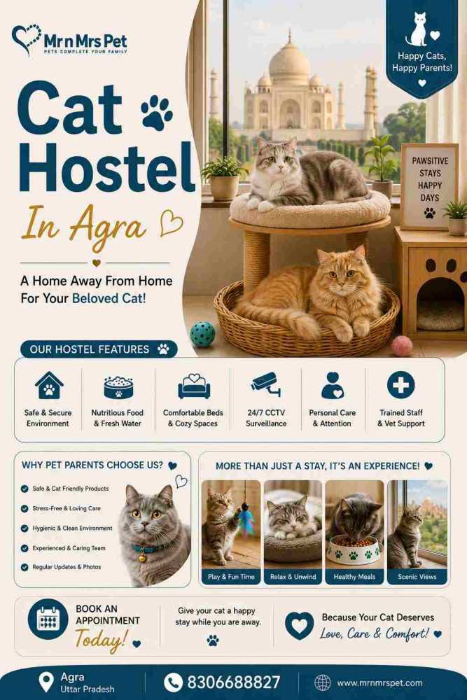 cat-hostel-in-agra-big-0