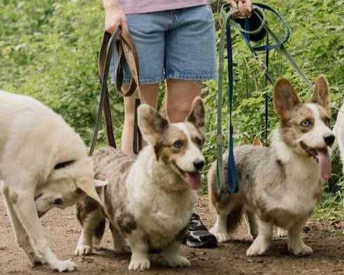 dog-walkers-in-agra