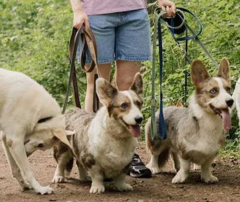 dog-walkers-in-agra-big-0