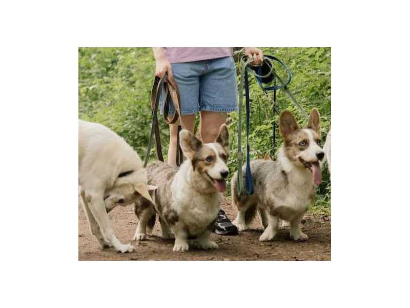 dog-walkers-in-agra-small-0