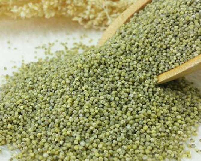 best-green-millet-bajra-exporter-in-india