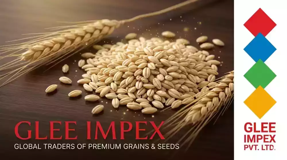 best-barley-jau-exporter-in-india-big-0