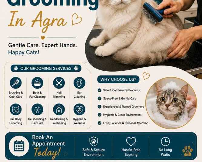 cat-grooming-in-agra