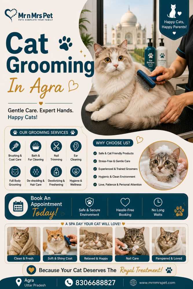 cat-grooming-in-agra-big-0