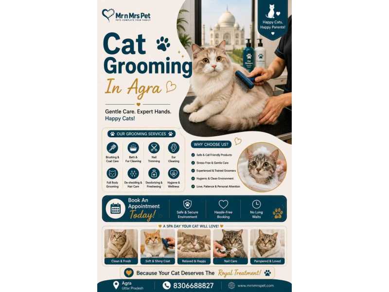 cat-grooming-in-agra-small-0