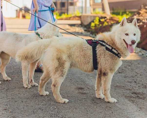 dog-walkers-in-bhubaneswar