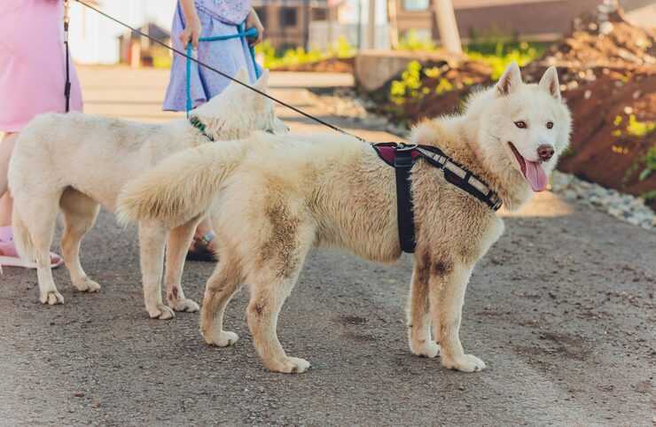 dog-walkers-in-bhubaneswar-big-0