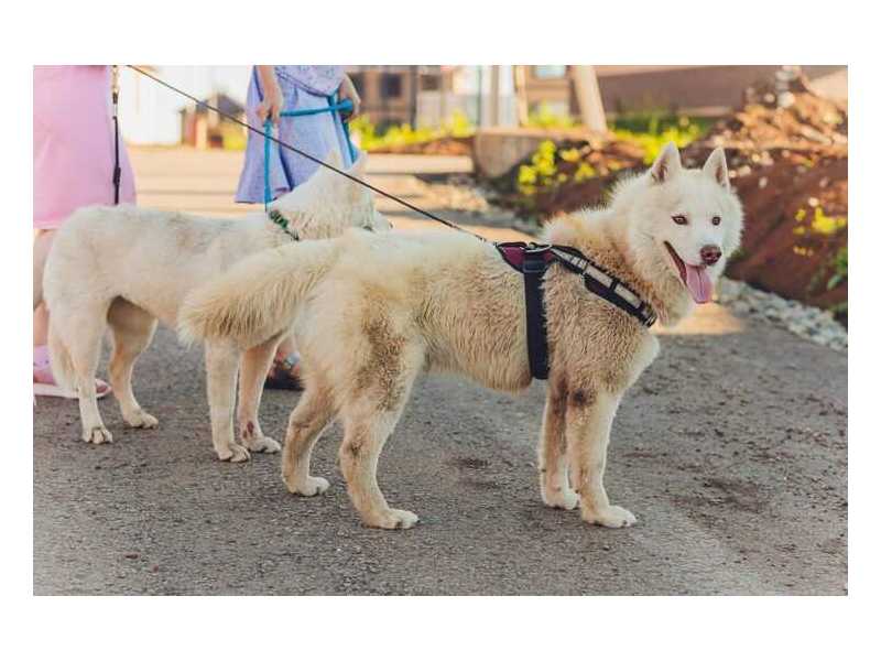 dog-walkers-in-bhubaneswar-small-0