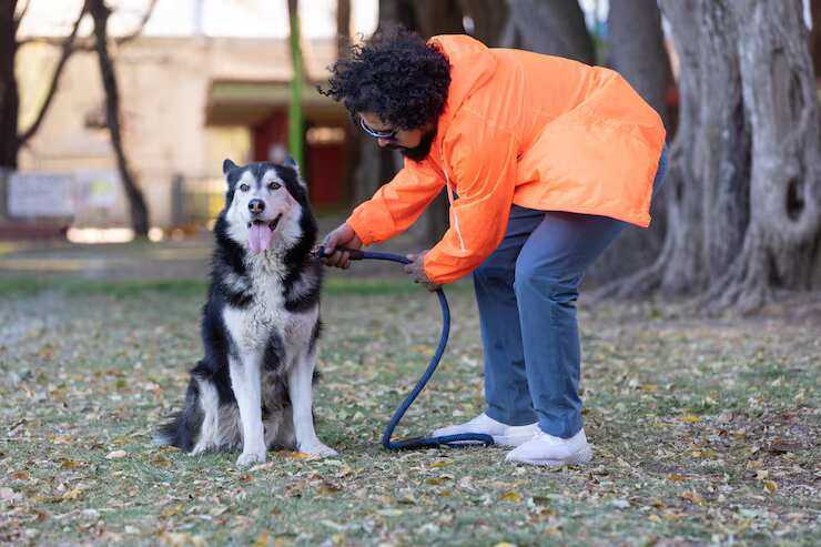 dog-training-service-in-bhubaneswar-big-0