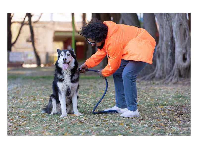 dog-training-service-in-bhubaneswar-small-0