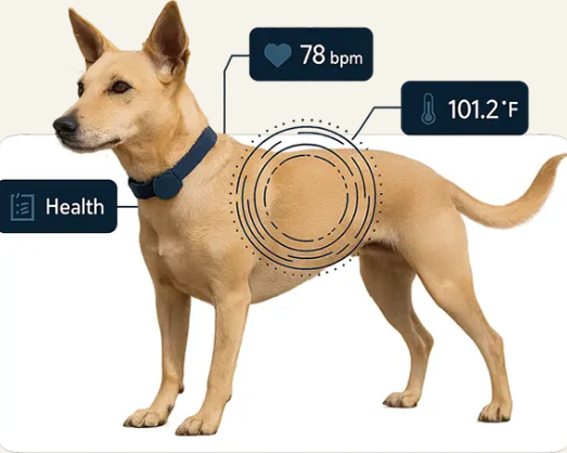 innovative-pet-tracking-device-for-dogs-furfield-trackmytail
