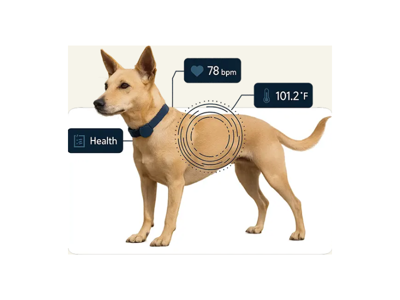innovative-pet-tracking-device-for-dogs-furfield-trackmytail-small-0