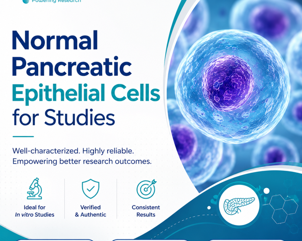 normal-pancreatic-epithelial-cells-for-studies