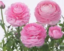 winter-flower-seeds