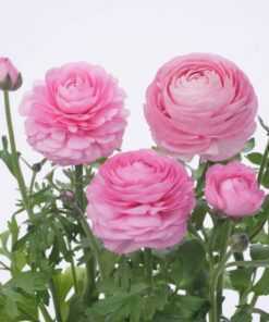 winter-flower-seeds-big-0