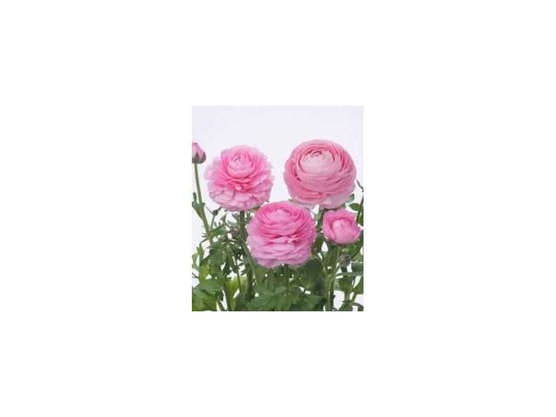 winter-flower-seeds-small-0