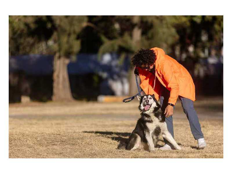 dog-training-service-in-nagpur-small-0