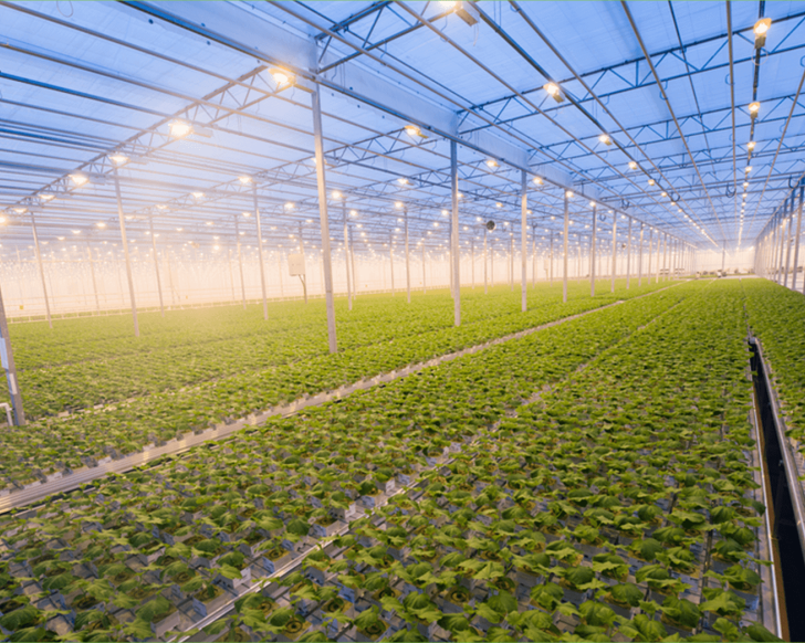 horticulture-hydroponics-programs-in-india-brio-hydroponics
