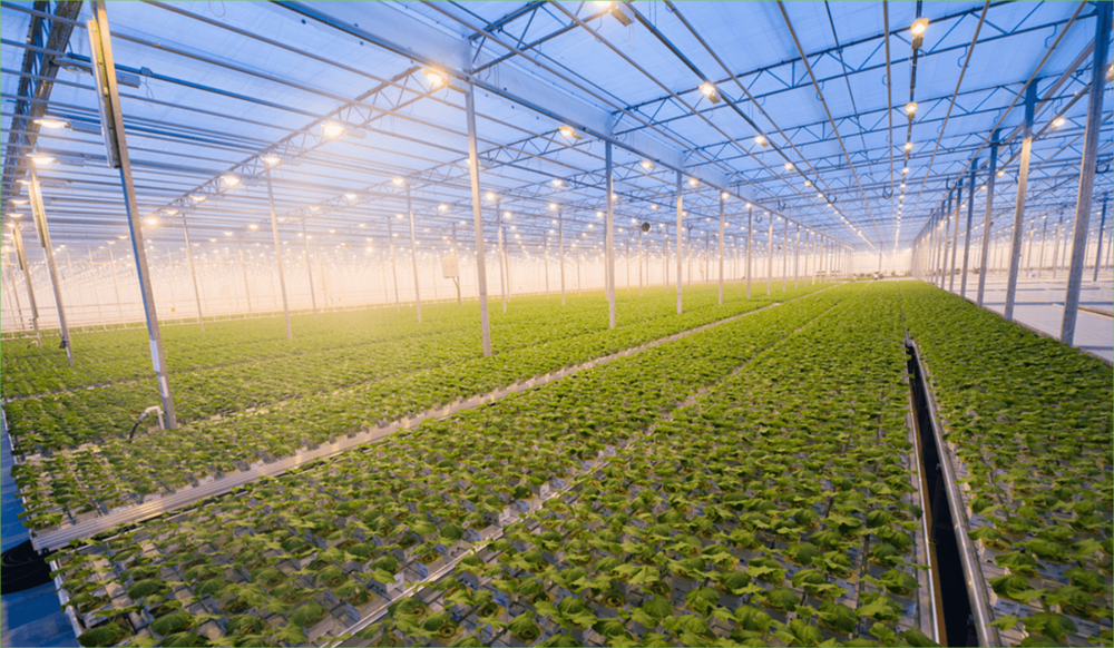 horticulture-hydroponics-programs-in-india-brio-hydroponics-big-0