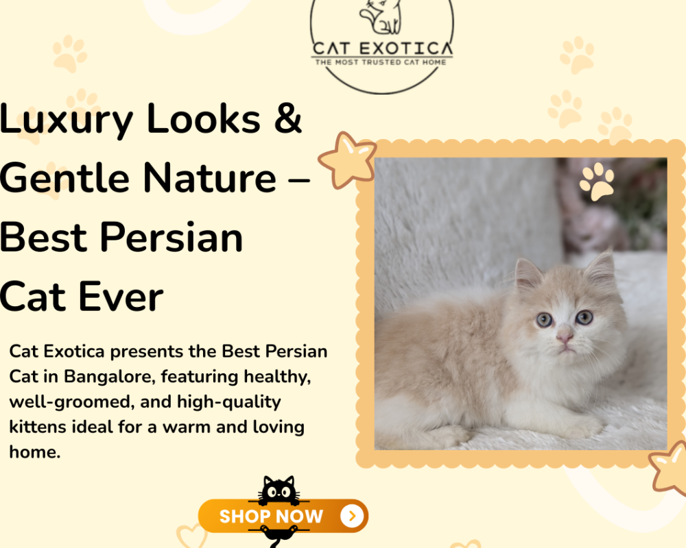 best-persian-cat-in-bangalore
