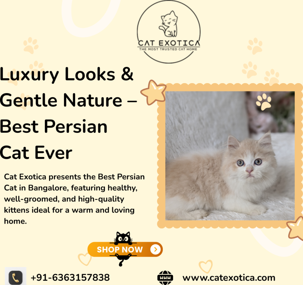 best-persian-cat-in-bangalore-big-0