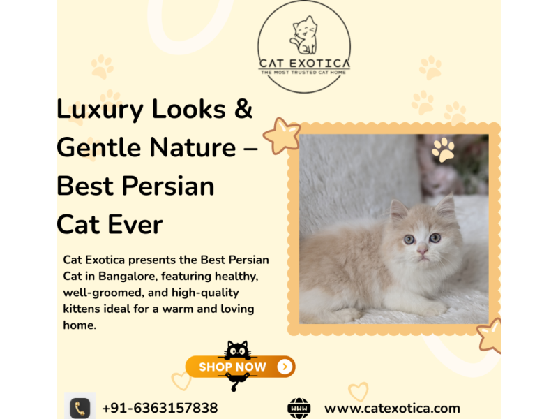 best-persian-cat-in-bangalore-small-0