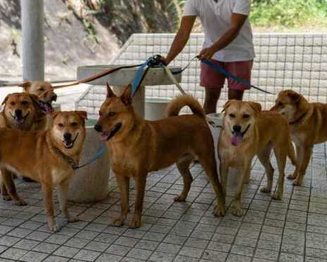 dog-walkers-in-nagpur