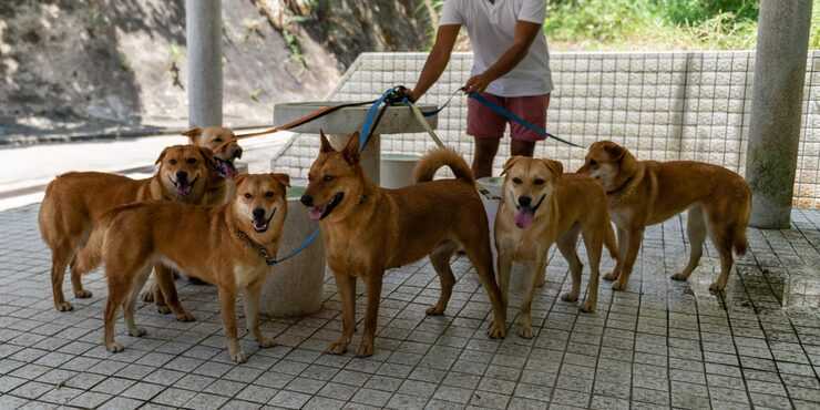 dog-walkers-in-nagpur-big-0