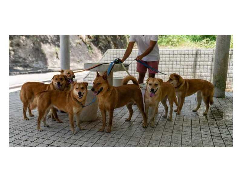 dog-walkers-in-nagpur-small-0