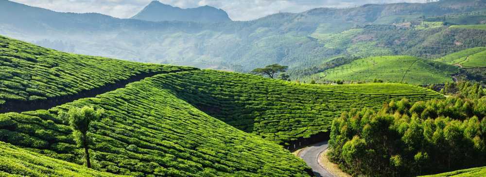 rejuvenate-your-mind-body-with-authentic-kerala-wellness-retreats-big-1