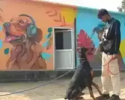 dog-training-centre-in-delhi-professional-dog-obedience