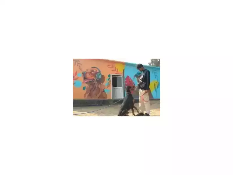 dog-training-centre-in-delhi-professional-dog-obedience-small-0