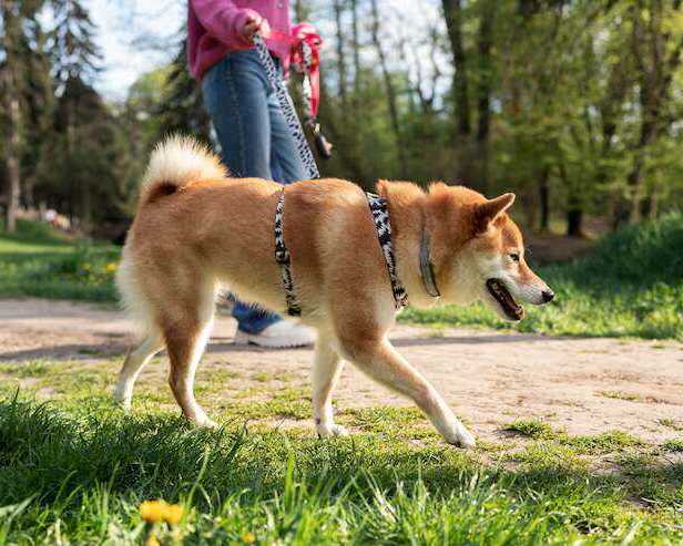 dog-walkers-in-kochi
